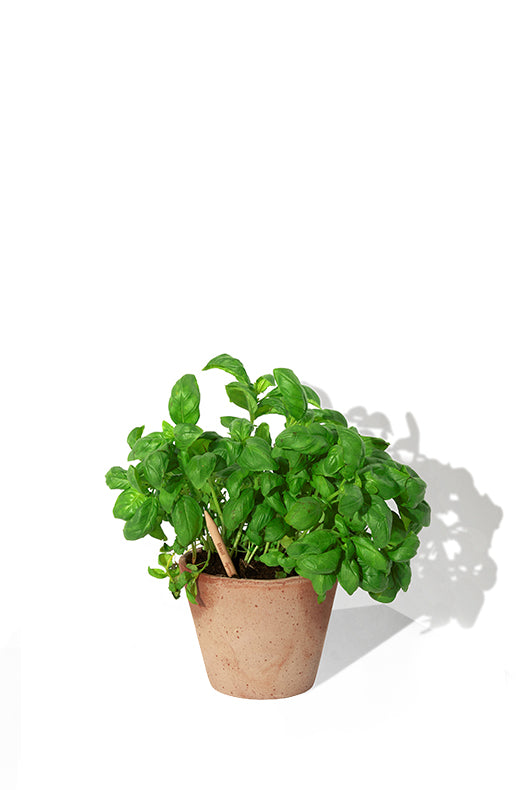 LUMA PROMO - Matita semi "SPROUT" personalizzata in UV-Digitale