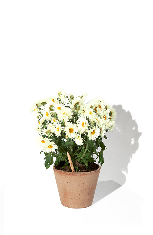 LUMA PROMO - Matita semi "SPROUT" personalizzata in UV-Digitale