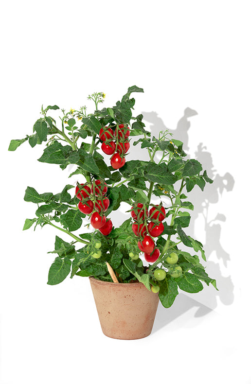 LUMA PROMO - Matita semi "SPROUT" personalizzata in UV-Digitale
