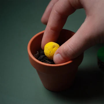 Quadrifoglio palline semi ecologico portafortuna che sboccia! - 2 pezzi